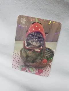 さとみ様専用　くぅ