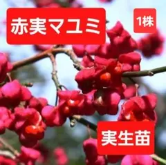 hosiyadori様 リクエスト 2点 まとめ商品