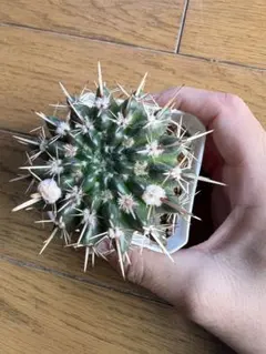 獅子王丸　❶のサムネイル