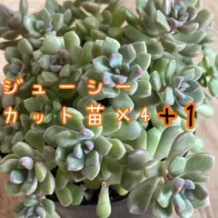 2026年最新】ロウルサンコの人気アイテム - メルカリ