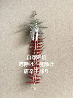 新春お飾り[自然栽培　鷹の爪] 唐辛子飾り　鷹の爪飾り　魔除け　厄除けインテリア