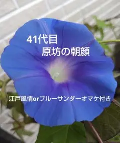 原坊の朝顔のサムネイル