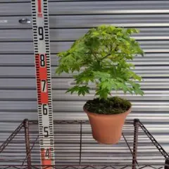 モミジ 盆栽 苔張り 鉢植え 7年ほど育成 - メルカリ