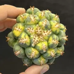 【レア】トゲ無し牡丹玉綴化 錦 ギムノカリキウム ミハノビッチ (実生) レア】トゲ無し牡丹玉綴化 錦 ギムノカリキウム ミハノビッチ (実生