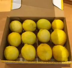 あむる様　専用　レモン大玉9個