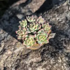 多肉植物　プロリフィカ　カット苗　６cmポットの苗すべて　プロリフェラ