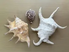 沖縄のスイジ貝　貝殻3個セット　海岸インテリアのサムネイル