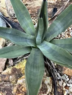 2025年最新】アガベシャークバイトの人気アイテム - メルカリ