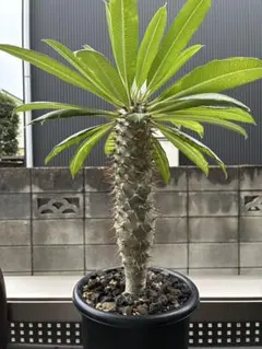 【希少】パキポディウム ラメリー 約40cm 美株 実生 塊根植物　抜き苗発送 希少】パキポディウム ラメリー 約40cm 美株 実生 塊根植物 抜き苗発送