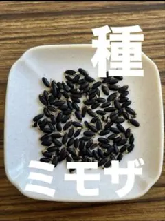 ミモザ 種 100粒 銀葉 プルプレア アカシア