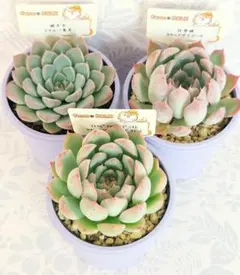 優木園 黒札苗セット！札付き・抜き苗発送 - メルカリ