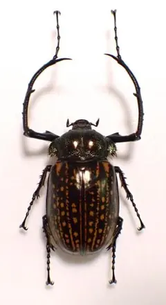 2026年最新】昆虫標本の人気アイテム - メルカリ