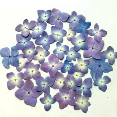 押し花 NO.392 千鳥草 - メルカリ