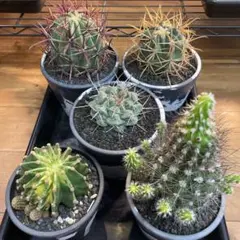 2026年最新】金冠竜の人気アイテム - メルカリ