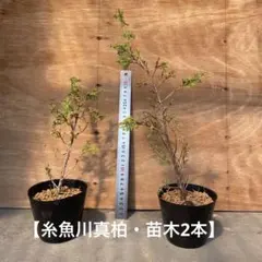 2026年最新】真柏 苗の人気アイテム - メルカリ