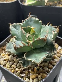 アガベ Agave 魔丸 陽炎 アガベ チタノタ 魔丸陽炎 子株（Agave titanota 'MAMARU KAGERO' pup