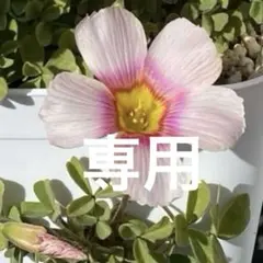 わさび様 リクエスト 3点 まとめ商品