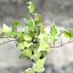 抜き苗】アイビー 珍種 パラダイス セシリア - メルカリ