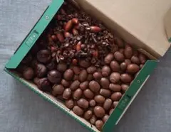木の実　どんぐり2種　栃の実　まとめ売り