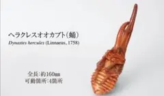 いきもの大図鑑 かぶとむし10 ガシャポンオンライン版 ヘラクレスオオカブト 蛹
