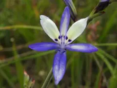 ダルマ様 リクエスト 3点 まとめ商品