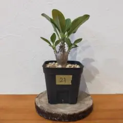 2025年最新】ウィンゾリーの人気アイテム - メルカリ