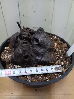 Q005 激レア貴重種！超大株！ヒドノフィツム アルファク 現地球6/13