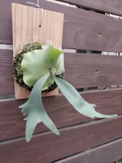 2026年最新】cotton cloud ビカクシダの人気アイテム - メルカリ