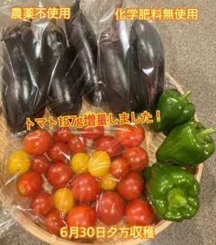 農薬不使用　夏野菜詰め合わせ　1,374gのサムネイル