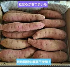 栽培期間中農薬不使用！紅はるかさつまいもコンパクト