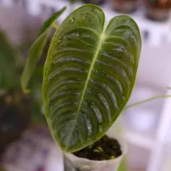 2026年最新】レアアンスリウムの人気アイテム - メルカリ