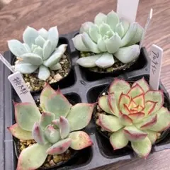 FUMIKAっち様 リクエスト 2点 まとめ商品