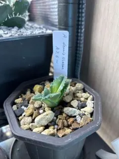 2025年最新】アガベ チタノタ ノーネームの人気アイテム - メルカリ