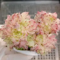 デンマークカクタス シャコバサボテン 白羽 葉挿し 1641 - メルカリ