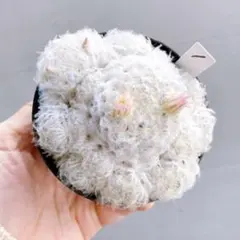 Summer bear様 リクエスト 2点 まとめ商品、速達350円