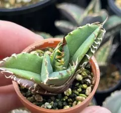 2026年最新】アガベ実生の人気アイテム - メルカリ