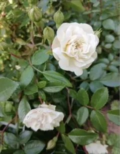 グリーンアイス薔薇苗のサムネイル
