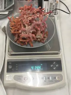 血赤珊瑚の原木