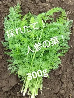 無農薬栽培！人参の葉！のサムネイル