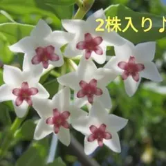 ちぃ（購入前にプロフ必読お願いします）様 リクエスト 2点 まとめ商品