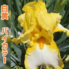 【花農家出品】ジャーマンアイリス 黄白バイカラー球根2つ➕おまけ付！のサムネイル