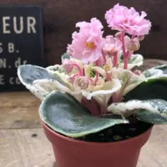 ■ポットごと♡モネ♡セントポーリア♡絵画のお花♡観葉植物のサムネイル