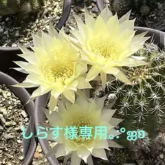 しらす様 リクエスト 2点 まとめ商品