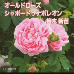♡オールドローズ シャポードゥナポレオン レア品種 　接木 新苗 ♡➀