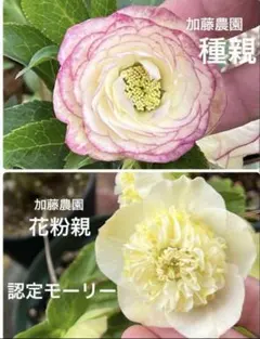 2025年最新】加藤農園クリスマスローズの人気アイテム - メルカリ