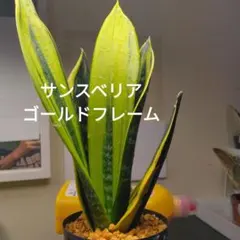 2026年最新】sansevieriaの人気アイテム - メルカリ