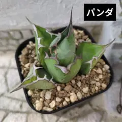 パンダ③　アガベ　チタノタのサムネイル