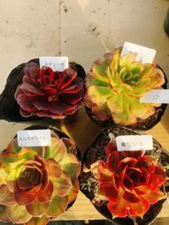 50 多肉植物 アエオニウム 抜き苗 4種セット
