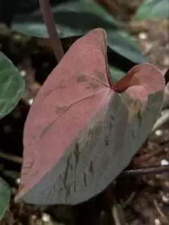 Anthurium Kingofspades butterfly - メルカリ