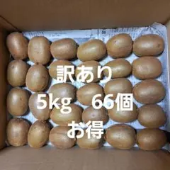 キウイフルーツ　訳ありですがお得です。箱込み5kg　66個